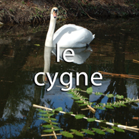 VIDEO LE CYGNE