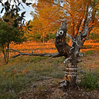 CARRE ARBRE MONTLAUR